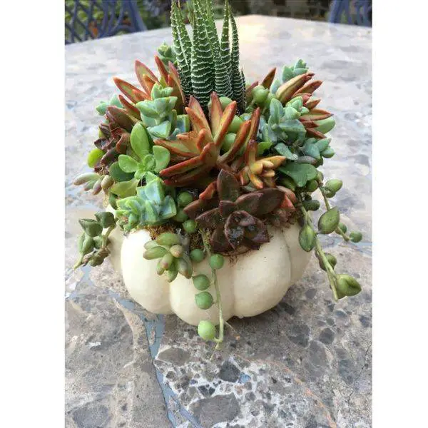  Mini White Pumpkins with Succulents