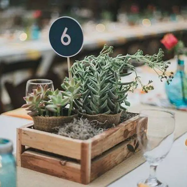  Succulents in Wooden Crates