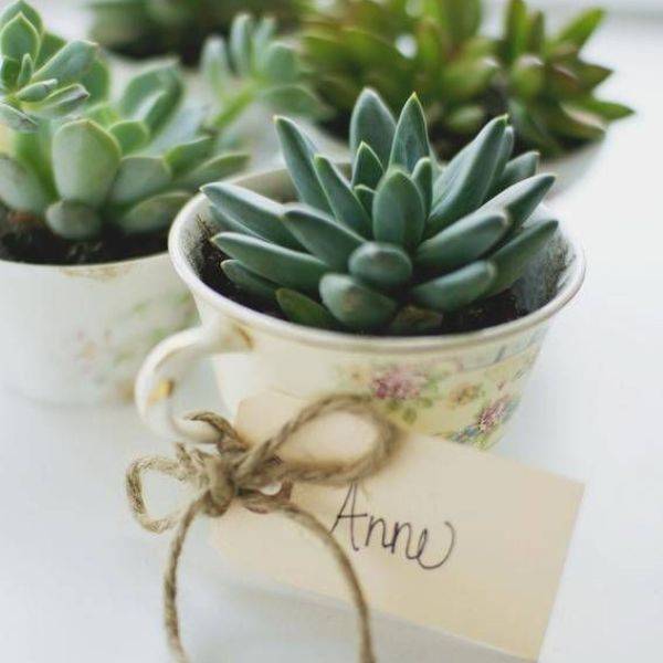 Vintage Tea Cups with Succulents