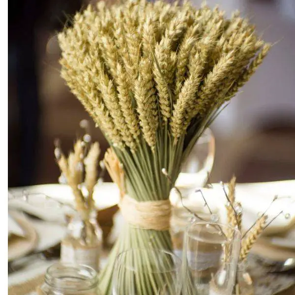  Wheat Bundles Tied with Burlap