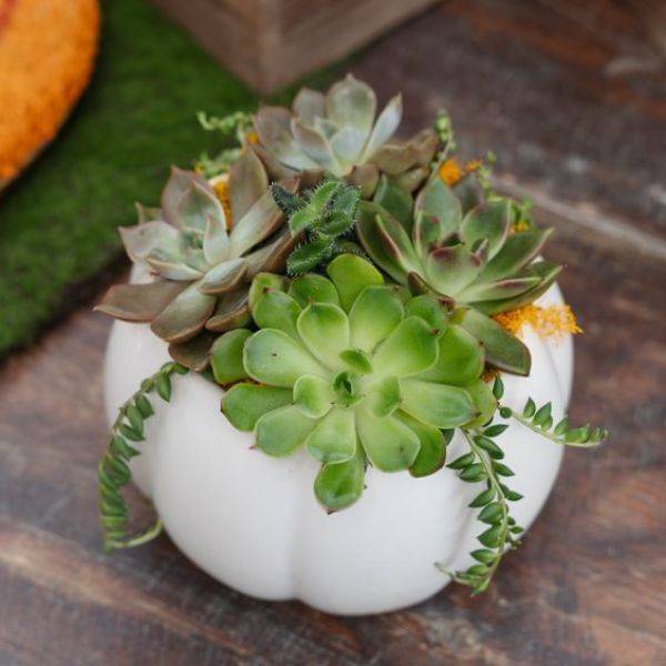 Pumpkin Succulent Planters