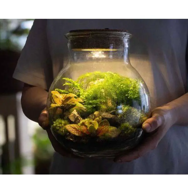 Moss Terrariums