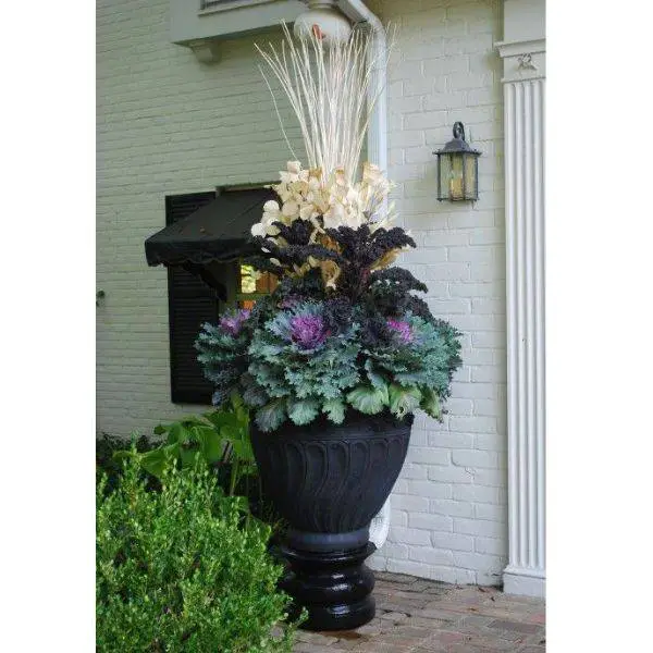  Potted Ornamental Cabbage