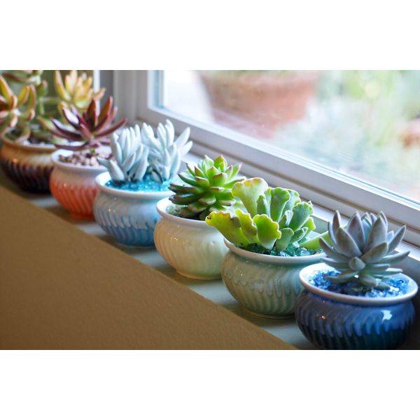 Small Succulents on Window Sill