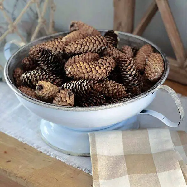 Pinecone Display