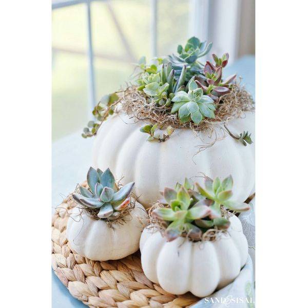 Pumpkins and Succulents