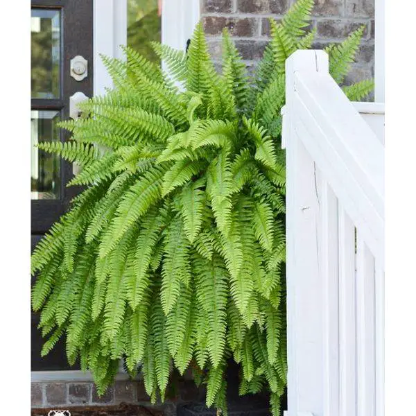 . Simple Potted Ferns