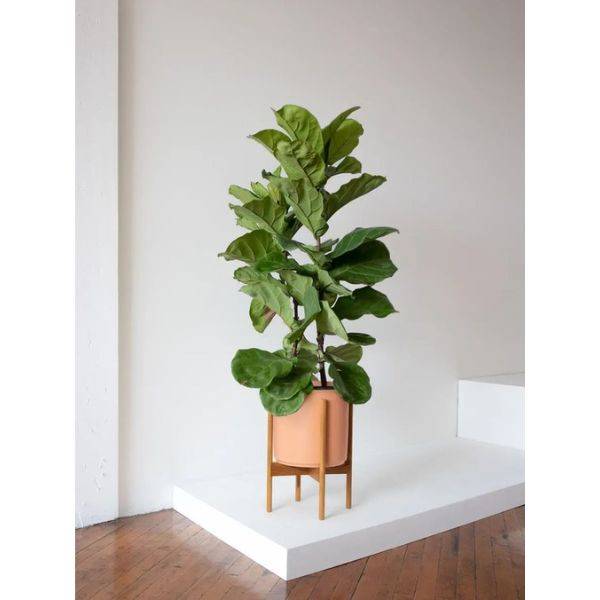 Mid-Century Plant Stand